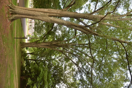 Extreme Mid-Century Modern Makeover in Jackson TN, - image 2