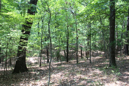 Residential Lot Directly Across from Golf Course on Bull Shoals - image 3