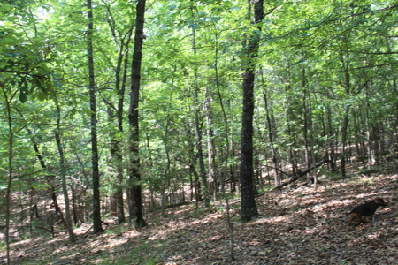 Residential Lot Directly Across from Golf Course on Bull Shoals - image 4