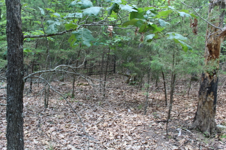 Residential Lot Directly Across from Golf Course on Bull Shoals - image 5