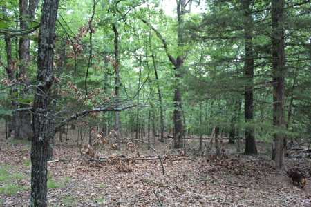 Residential Lot Directly Across from Golf Course on Bull Shoals - image 6