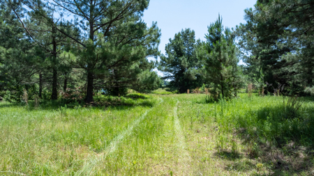 East TX Ranch for Sale Winona TX Smith County - Hunt Ranch Fish - image 5