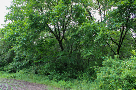 Land For Sale In Johnson County, MO - image 31