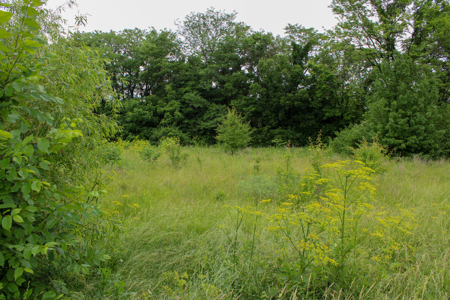 Land For Sale In Johnson County, MO - image 5