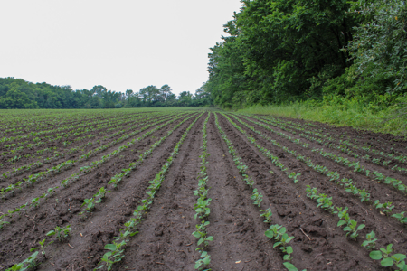 Land For Sale In Johnson County, MO - image 9