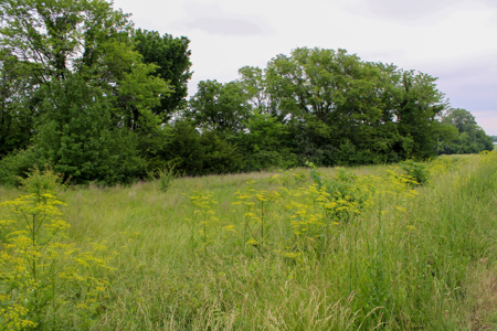 Land For Sale In Johnson County, MO - image 4