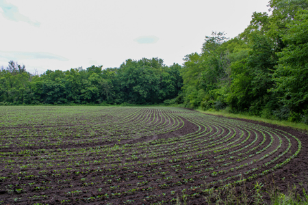 Land For Sale In Johnson County, MO - image 22