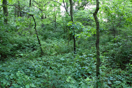 Land For Sale In Johnson County, MO - image 13