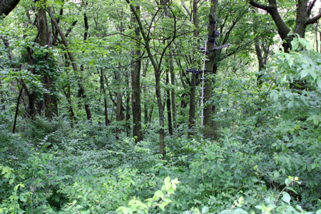Land For Sale In Johnson County, MO - image 25