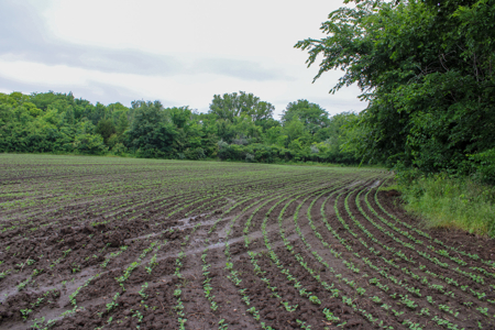 Land For Sale In Johnson County, MO - image 37