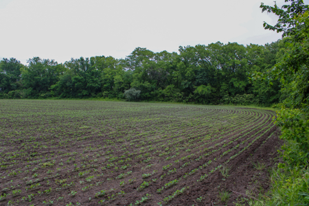 Land For Sale In Johnson County, MO - image 14