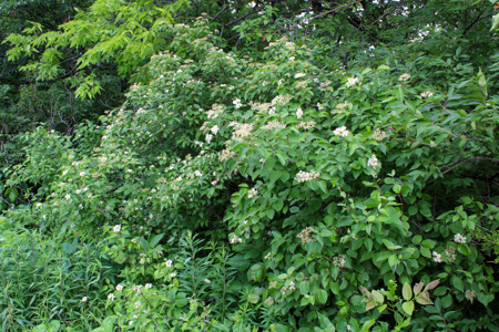 Land For Sale In Johnson County, MO - image 36