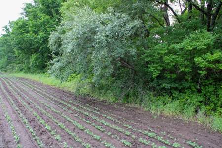 Land For Sale In Johnson County, MO - image 7