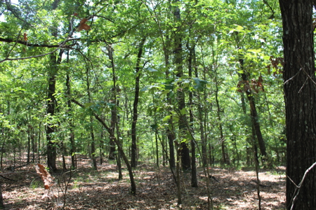 Residential Lot on Bull Shoals Lake Peninsula with Airstrip - image 19