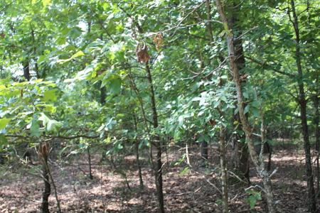 Residential Lot on Bull Shoals Lake Peninsula with Airstrip - image 12
