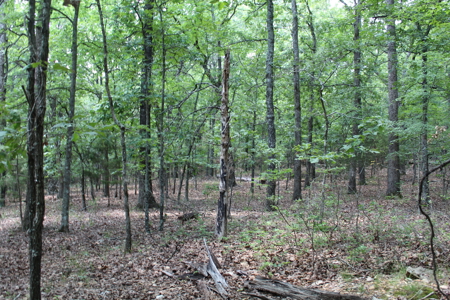 Residential Lot on Bull Shoals Lake Peninsula with Airstrip - image 17