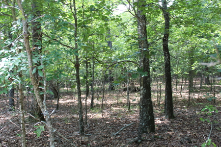 Residential Lot on Bull Shoals Lake Peninsula with Airstrip - image 11