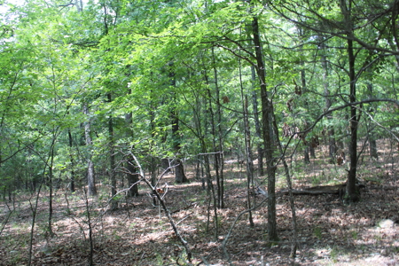 Residential Lot on Bull Shoals Lake Peninsula with Airstrip - image 14