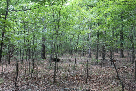 Residential Lot on Bull Shoals Lake Peninsula with Airstrip - image 15