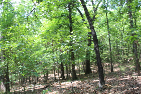 Residential Lot on Bull Shoals Lake Peninsula with Airstrip - image 18