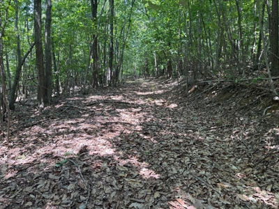 Prime Nelson County Land: Virginia's Natural Beauty - image 18