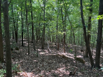 Prime Nelson County Land: Virginia's Natural Beauty - image 19