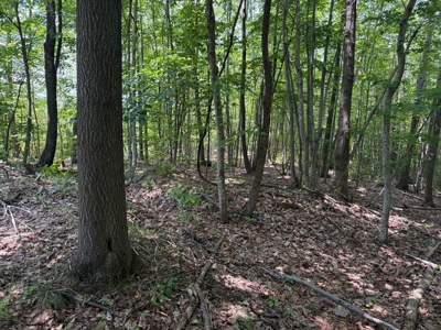 Prime Nelson County Land: Virginia's Natural Beauty - image 21