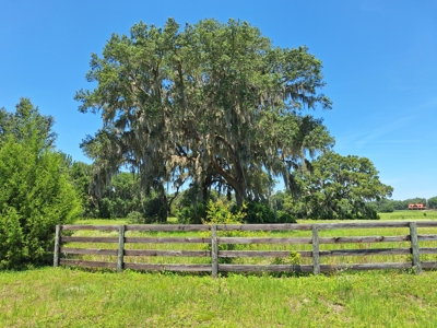 10 Acres For Your Country Estate Or Horse Farm Near Ocala, Fl - image 5