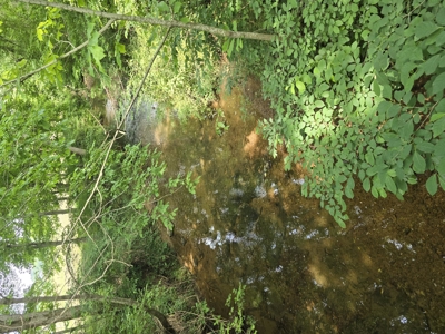 Prime 47.59 Acres Hunting/Recreational Land, Waterfront Borders - image 7