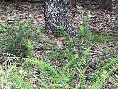 Three City Lots In Bull Shoals Arkansas - image 4