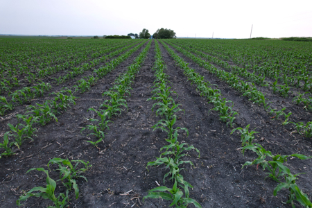 Greene County Iowa Farmland Auction - image 29