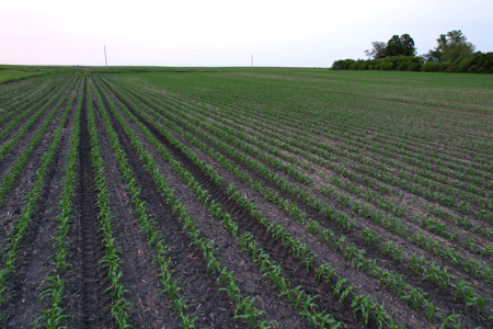Greene County Iowa Farmland Auction - image 7