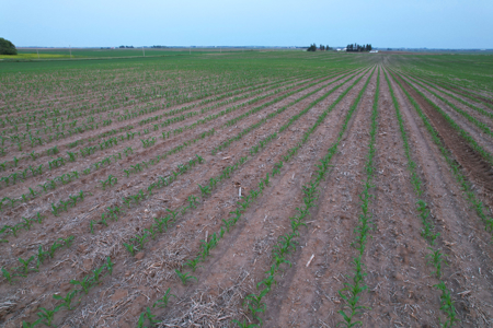 Greene County Iowa Farmland Auction - image 23