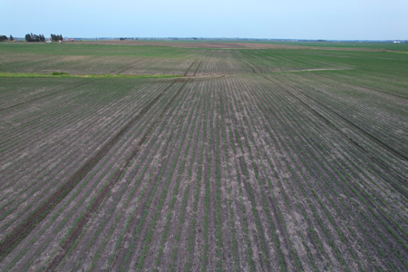 Greene County Iowa Farmland Auction - image 14