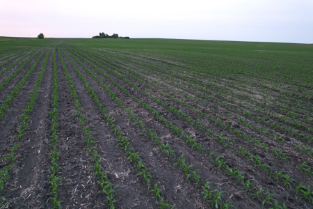 Greene County Iowa Farmland Auction - image 26
