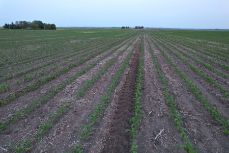Greene County Iowa Farmland Auction - image 28