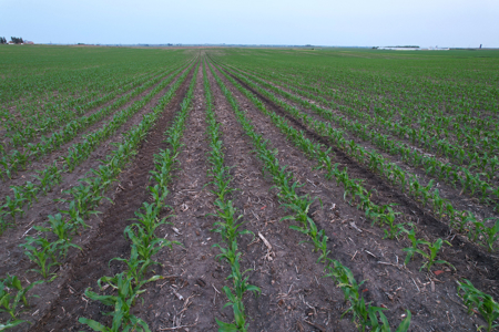 Greene County Iowa Farmland Auction - image 18
