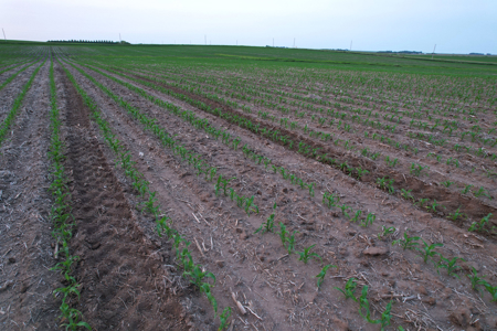 Greene County Iowa Farmland Auction - image 11