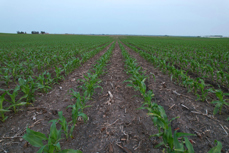 Greene County Iowa Farmland Auction - image 5
