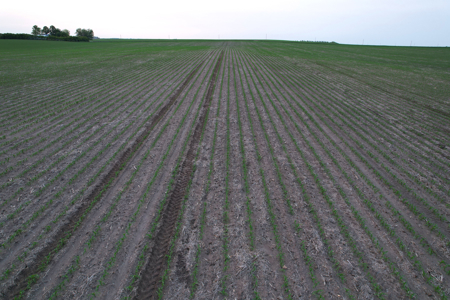 Greene County Iowa Farmland Auction - image 10
