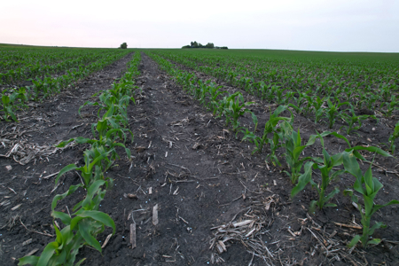 Greene County Iowa Farmland Auction - image 16