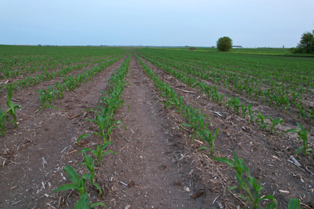 Greene County Iowa Farmland Auction - image 9