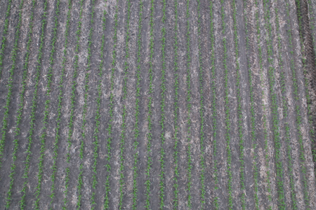Greene County Iowa Farmland Auction - image 27