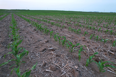 Greene County Iowa Farmland Auction - image 21
