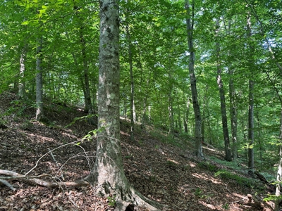 1-Acre Hilltop Retreat Near Clarksville, VA - Walk to Water! - image 6