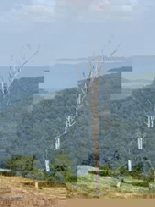 118 Surveyed Acres For Sale in Scott County VA - image 9