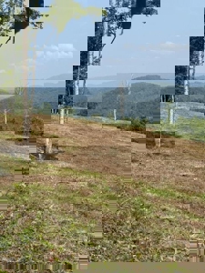 118 Surveyed Acres For Sale in Scott County VA - image 12