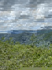 118 Surveyed Acres For Sale in Scott County VA - image 4
