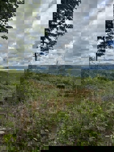 118 Surveyed Acres For Sale in Scott County VA - image 8