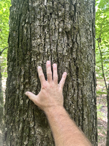 15 Wooded Acres in Tuscaloosa, Alabama - image 31